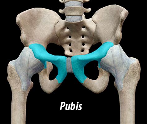 Your mons pubis is the mound of tissue in front of your pubic bones, usually covered in pubic hair. . Mons pubis pictures
